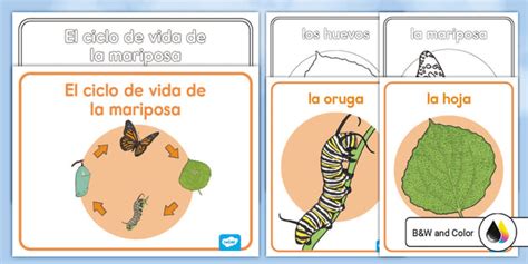 Afiches El Ciclo De Vida De La Mariposa