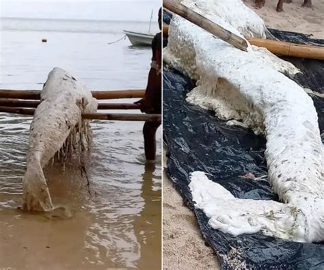 Not Cias Corpo De Sereia Misteriosa Aparece Em Praia De Papua Nova