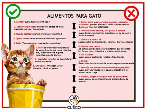 Lo Que Puede Y No Puede Comer Tu Gato Alimentos Para Gatos Comida