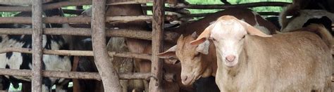 Improving Goat Meat Production In Tanzania Livestock Data For Decisions