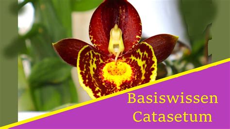 Basiswissen Catasetum Orchideen Youtube