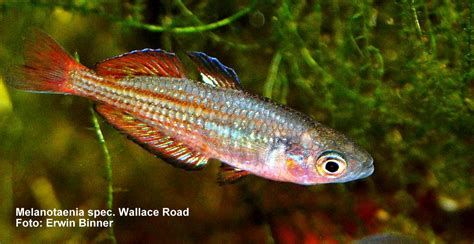 Melanotaenia Spec Wallace Road Rainbowfishstable