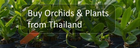 Buy Orchid Amthai Orchids Online New Orchid Hybrids