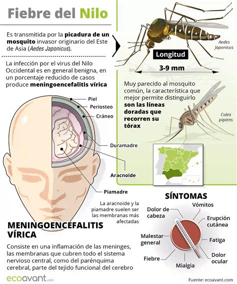 Presencia de mosquitos del virus del Nilo en Andalucía