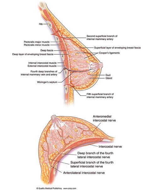 Breast Anatomy Breast Reduction Breast Plastic And Reconstructive Surgery