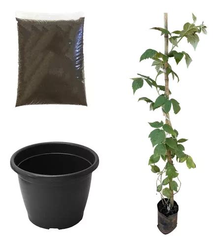 Muda De Framboesa Negra Kit Vaso Terra Pronto Para Plantio