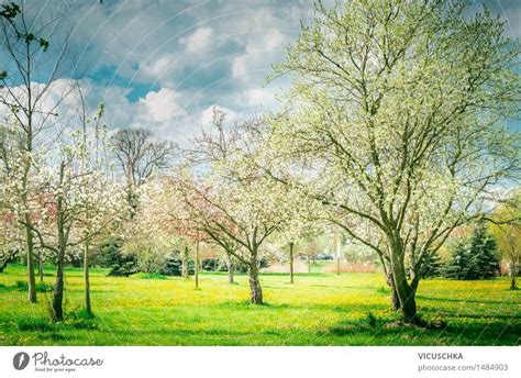 Blühende Bäume in Garten oder Park Frühling Natur ein lizenzfreies