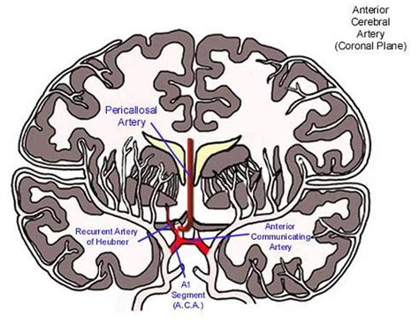 Anterior Cerebral Artery Anatomy