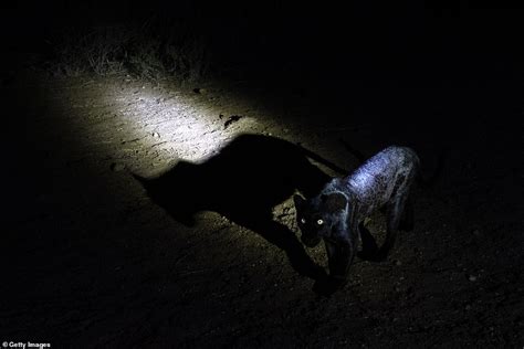 Extremely Rare Black Leopard Becomes The Ever To Be Photographed In