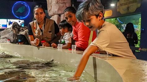 Toma Nota Acuario Michin CDMX Revela HORARIOS ESPECIALES Para Navidad