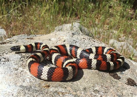 California Mountain Kingsnake Care Facts