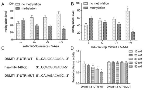 Mir P Mediates Runx Methylation And Dnmt Protein Expression And