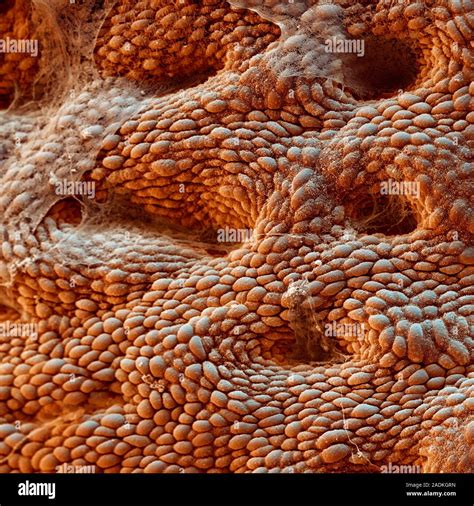 Stomach Lining Coloured Scanning Electron Micrograph Sem Of The