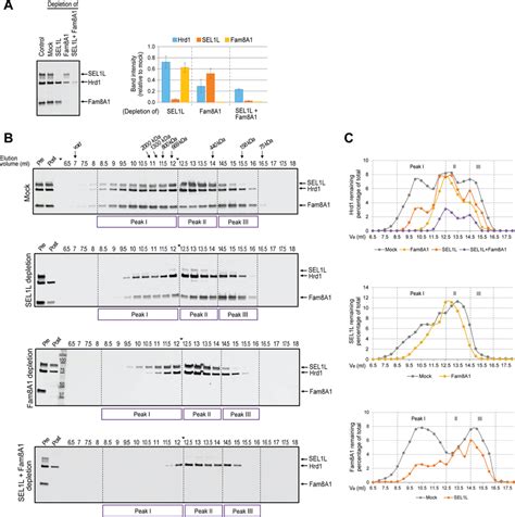 Dissection Of Hrd Complex Stoichiometry By Immunodepletion A