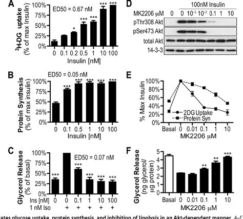 Figure 1 From Selective Insulin Resistance In Adipocytes Semantic