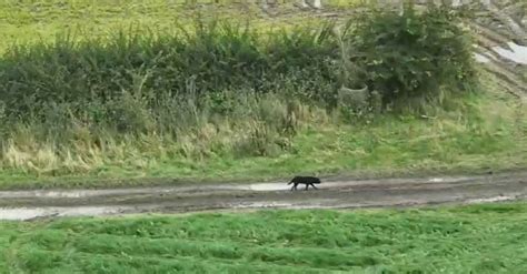 Drone Retrouve Une Chienne Aveugle Disparue Depuis 3 Jours En Un Temps