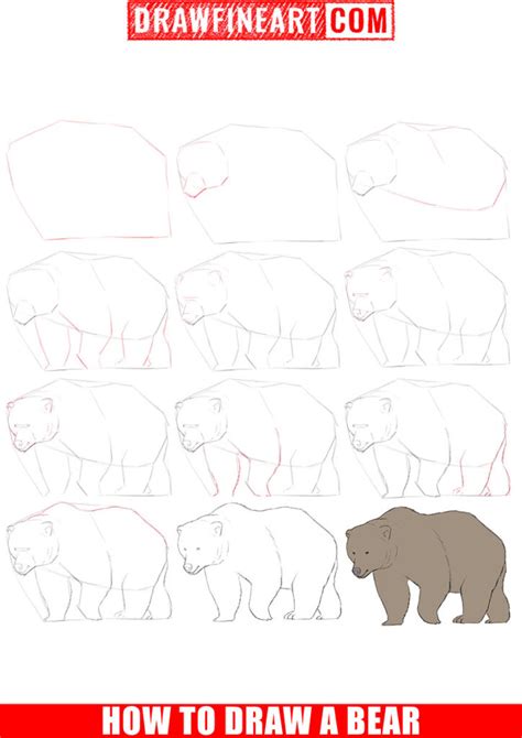 How to Draw a Bear - Draw Fine Art