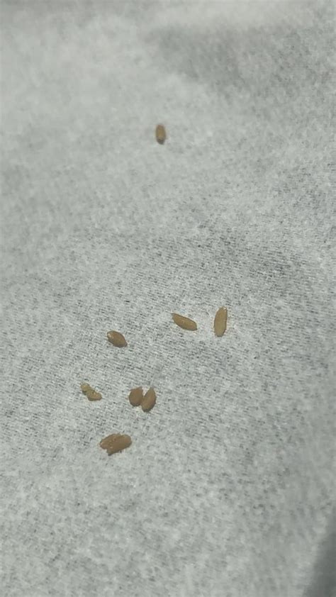 Tapeworm Segments Or Bed Bug Eggs Rbedbugs