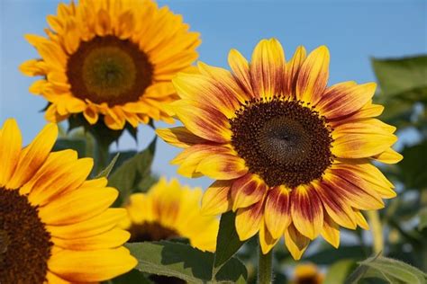 Sonnenblumen Ernten Tipps Und Tricks