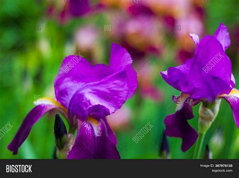 Purple Iris Flower Image & Photo (Free Trial) | Bigstock