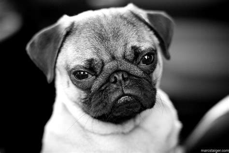 pug by stranj on DeviantArt