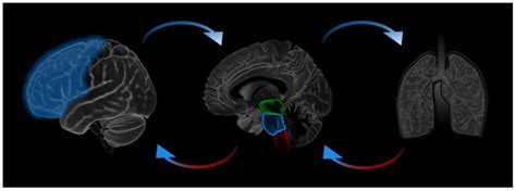 Brain Sciences Free Full Text A Bridge Between The Breath And The