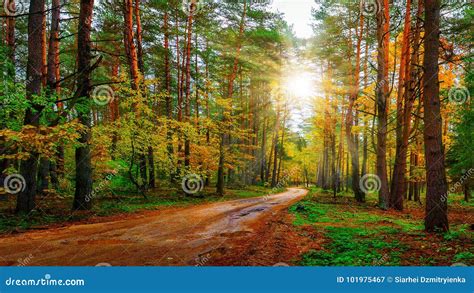 Bosque Del Oto O Del Paisaje En D A Soleado Brillante Camino En