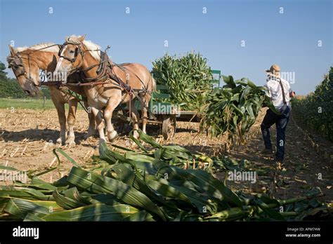 Amish Farmer Harvests Corn Stock Photo Alamy