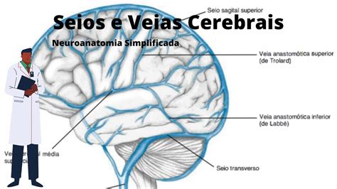 Seios Venosos E Veias Cerebrais Neuroanatomia Simplificada Ângelo Machado Youtube