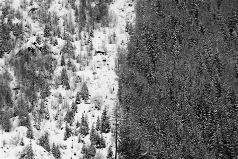 Free Images Tree Forest Snow Winter Black And White Texture