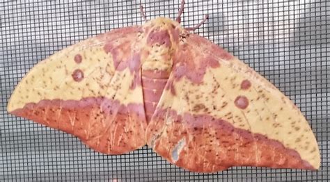 Common Large Moths — Texas Insect Identification Tools