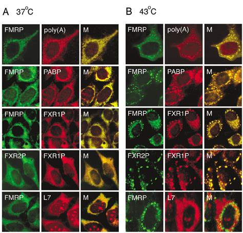 Fmrp Is Present In Stress Granules A In Hela Cells Maintained At