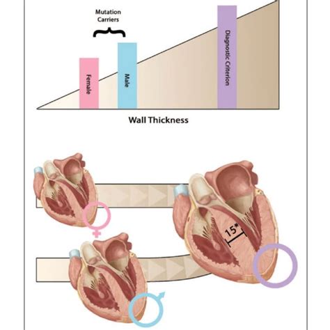 Women Show Lower Left Ventricular LV Mass And Dimensions Indexed To