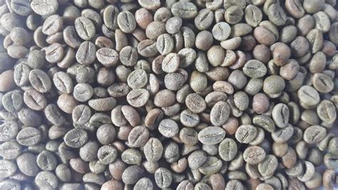 Robusta AA Green Coffee Beans At Rs 500 Kg Aldur Chikmagalur ID