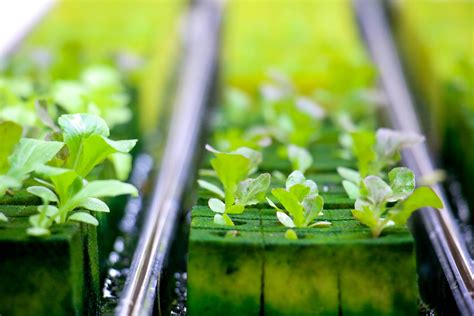 Getting your kids interested in hydroponics farming at home ...