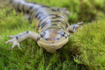 Tiger Salamander Care Guide for Your Pet Amphibian | LoveToKnow Pets