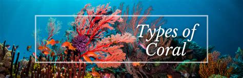 A Colorful Exploration: 22 Types of Coral and Their Beauty