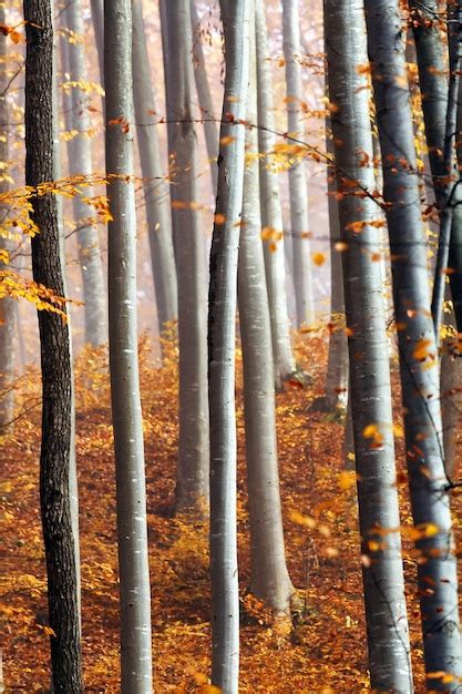 Premium Photo Tree Trunks In The Forest