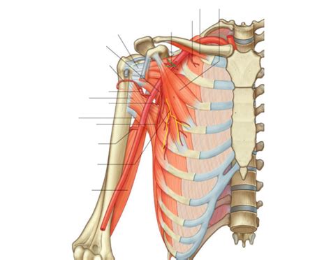 Axilla arteries Quiz