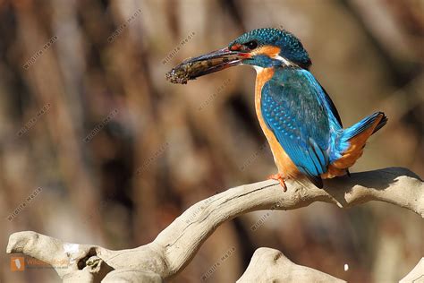 Eisvogel Männchen Bild bestellen Naturbilder bei Wildlife Media