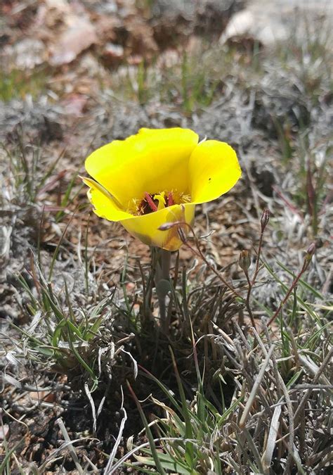 Calochortus Kennedyi Liliaceae Image At Phytoimages Siu Edu