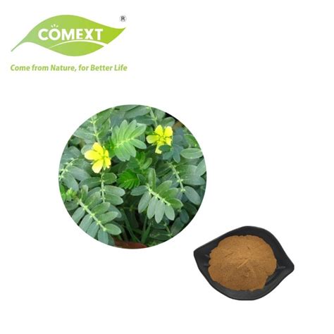 Comext Saponins Tribulus Terrestris Fruit Extract Tribulus