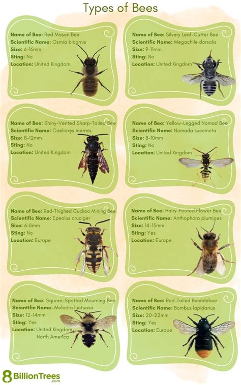 Free Printable Bee Identification Charts [PDF]