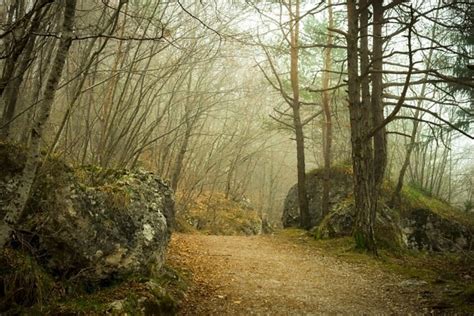 Kostenlose Bild Baum Landschaft Holz Natur Himmel Wald Pflanzen