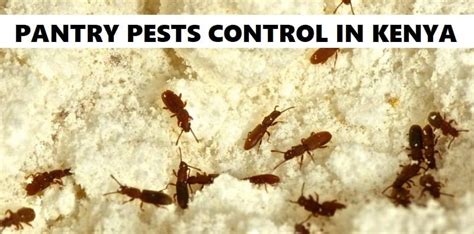 Pantry Pests Control In Kenya Jopestkil Kenya Fumigation And Pest