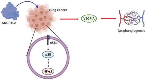 ANGPTL2 Promotes VEGF A Synthesis In Human Lung Cancer And Facilitates