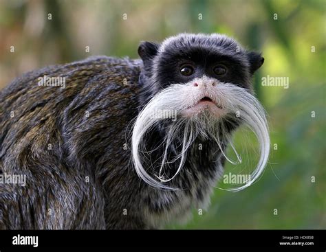 Moustached South American Emperor Tamarin Monkey Saguinus Stock Photo