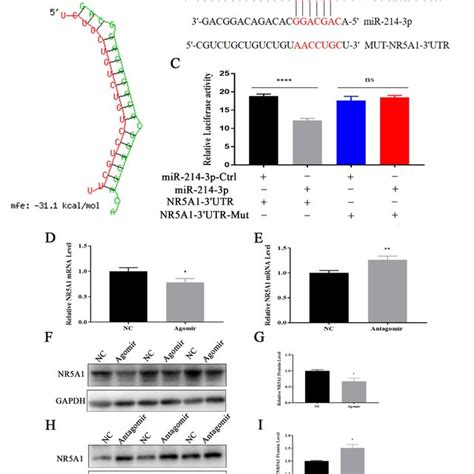 Overexpression Of MiR 214 3p Promotes Porcine GCs Proliferation