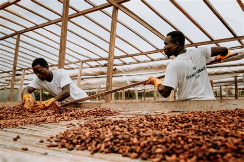 C Moi Lance Un Tat Des Lieux De Ses Plantations En C Te D Ivoire