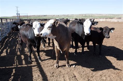 Free Picture Cattle Ranch Farming Cows